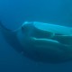 Manta Rayas en Nuku Hiva