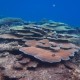 Fiji