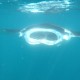 Manta Raya en Nuku Hiva, Marquesas