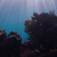 Fiji