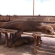 Isla San Cristobal - Galápagos