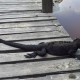 Isla San Cristobal - Galápagos