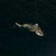 Tiburones curiosos en la popa del barco