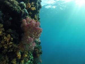 DIVING - WALL DE PENTECOST