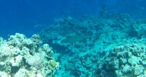 Tiburoncillo en Rowa Islands.