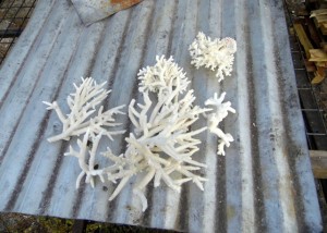 Coral muerto antes de ser quemado