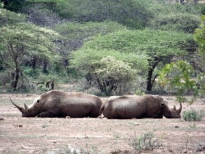 Rhinos en posicion de proteccion