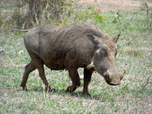 Jabili africano
