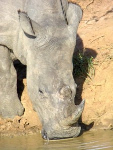 Rhino bebiendo