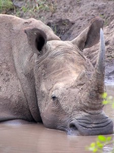 Hola soy un Rhino