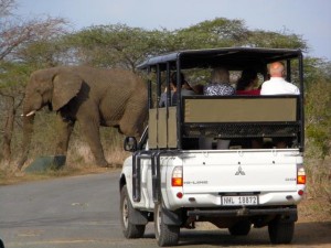 Elefante cruzando el camino