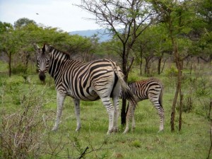Madre e Hija cebra