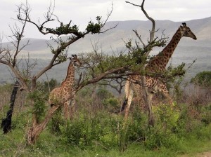 Girafas