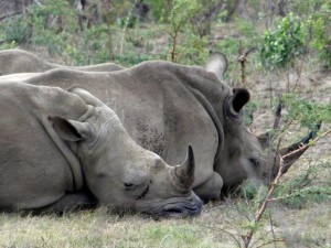 Rhinos