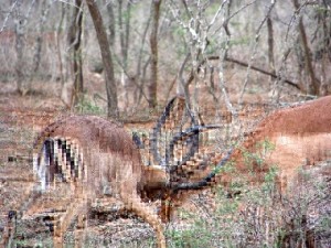 Impalas