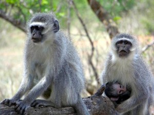 Padre, madre e hijo
